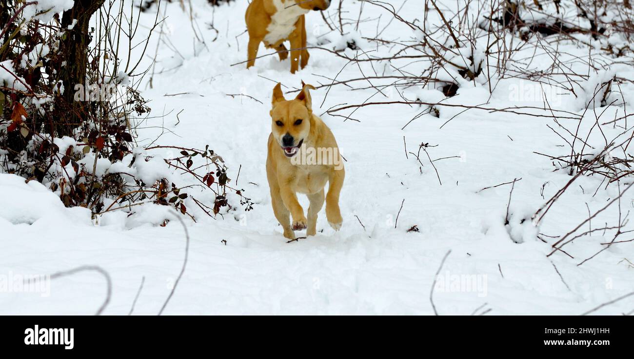 Ritratto di uno splendido cane terrier dello staffordshire nella foresta invernale. Stile di vita attivo, escursioni e trekking con animali domestici in stagione fredda, prendendo cani Foto Stock