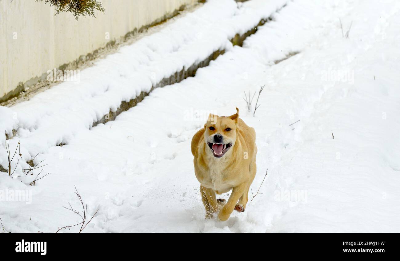 Ritratto di uno splendido cane terrier dello staffordshire nella foresta invernale. Stile di vita attivo, escursioni e trekking con animali domestici in stagione fredda, prendendo cani Foto Stock