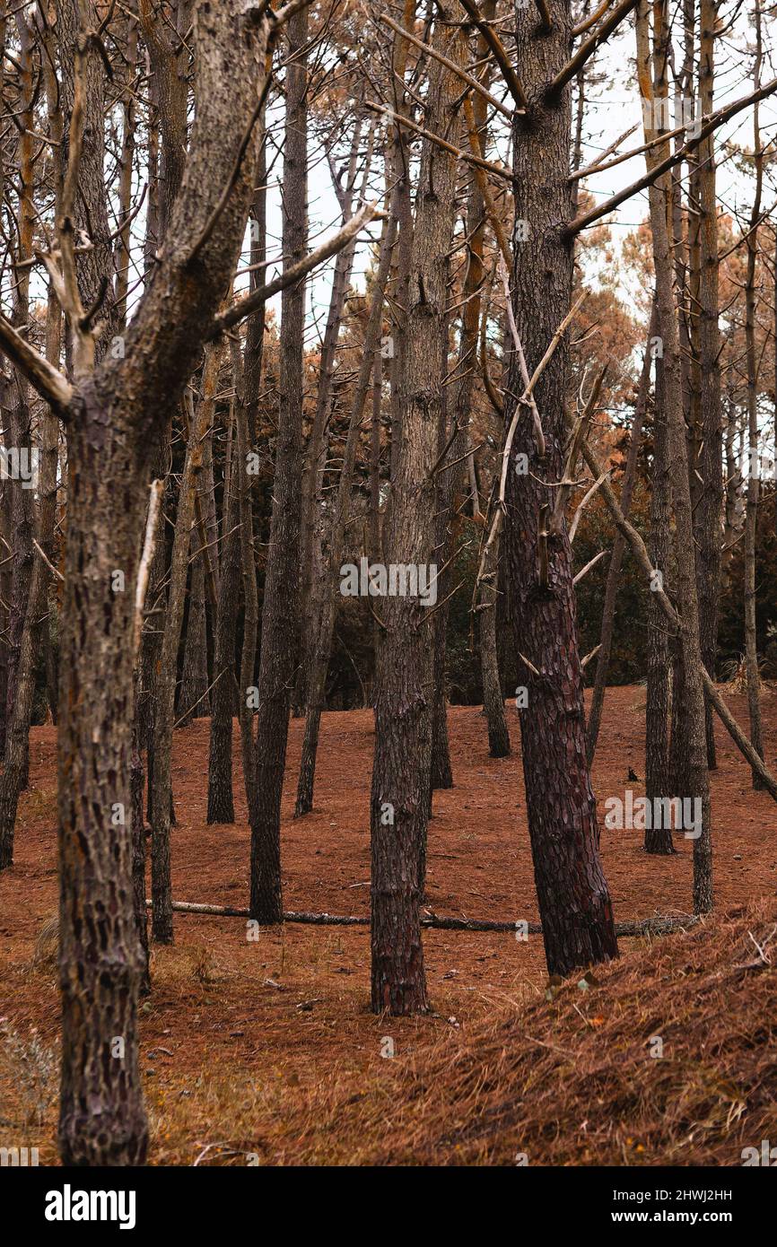 vista della pineta in autunno pomeriggio Foto Stock