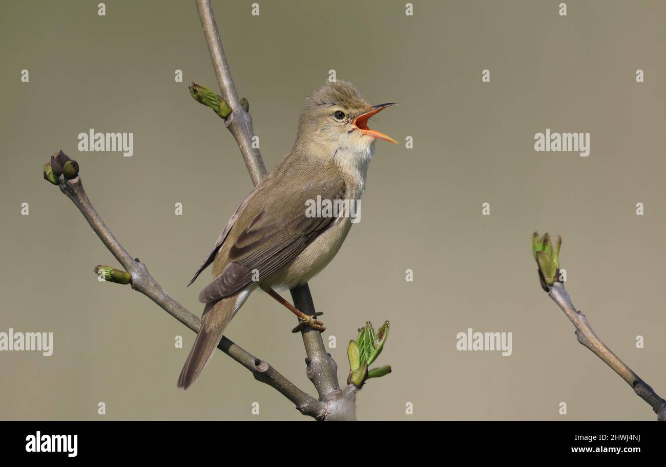 Guerrache di palude, cantando da un albero con gemme Foto Stock