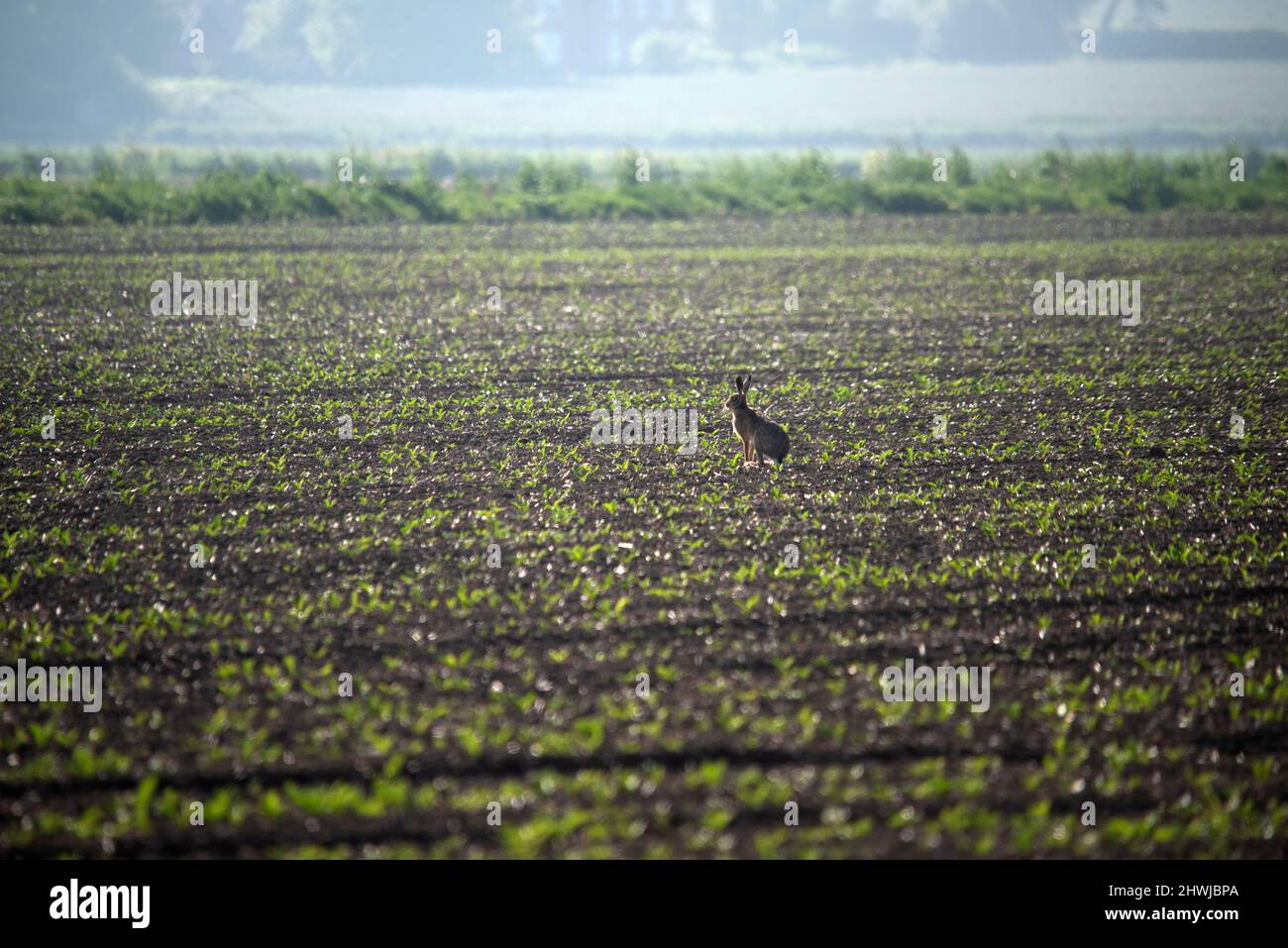 Lepre in un campo a Suffolk Foto Stock