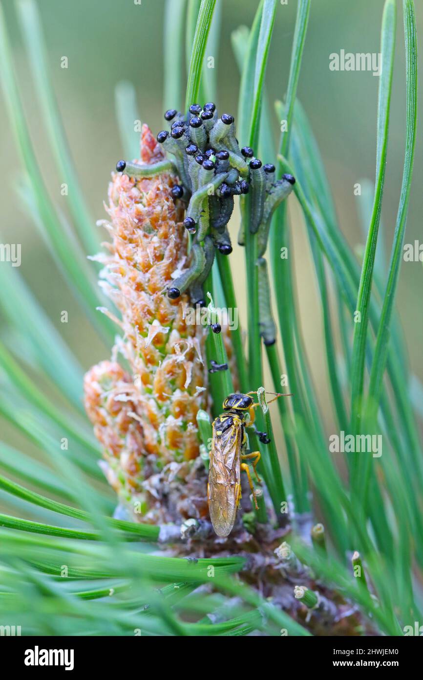 Web-spinning sawflie - Acantholyda posticalis e Diprion pini larvae la comune sega di pino - cerpillars mangiare aghi e un insetto adulto. Foto Stock