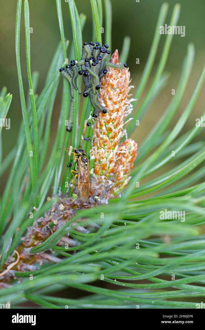 Web-spinning sawflie - Acantholyda posticalis e Diprion pini larvae la comune sega di pino - cerpillars mangiare aghi e un insetto adulto. Foto Stock