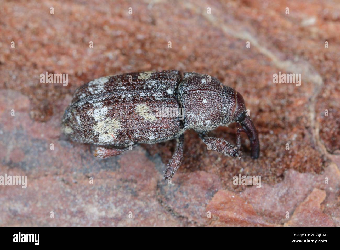 Pissodes castaneus - una specie della famiglia del weeivil. Si tratta di un comune parassita di foreste di pini. Beetle sulla corteccia di pino. Foto Stock