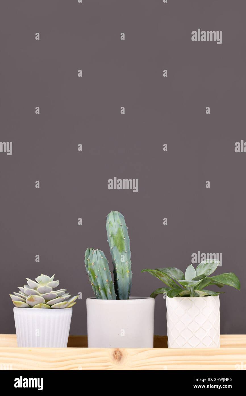 Piccole piante succulente e cactus su tavoletta di legno di fronte a sfondo grigio Foto Stock