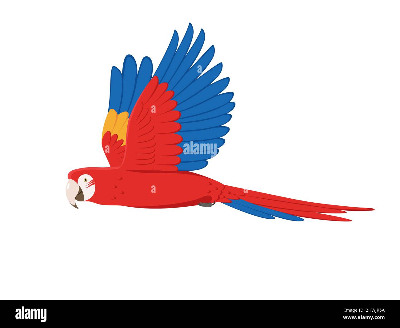 Pappagallo di Macaw. Illustrazione vettoriale pappagallo di macaw volante isolato su sfondo bianco. Vista laterale, profilo. Illustrazione Vettoriale