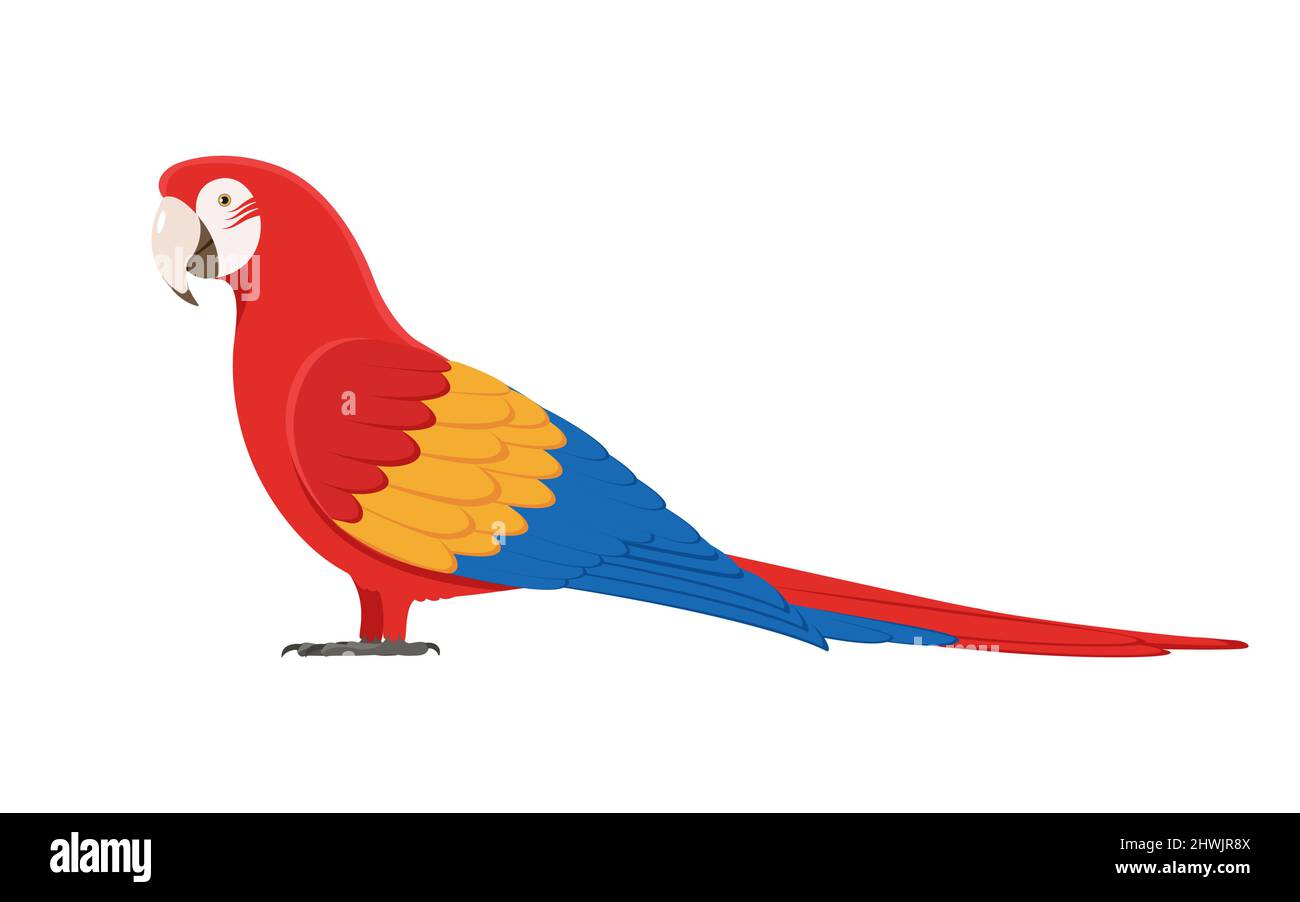 Pappagallo di Macaw. Illustrazione vettoriale di un pappagallo macaw multicolore isolato su sfondo bianco. Vista laterale, profilo. Illustrazione Vettoriale