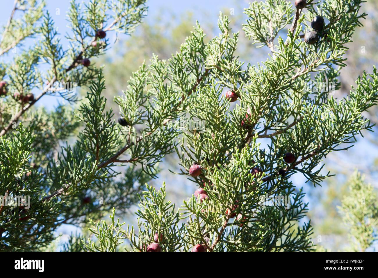 Arbusto mediterraneo Juniperus phoenicea conosciuto come ginepro fenico o Arar con foglie aghiformi e piccoli coni o bacche marroni, in Croazia Foto Stock