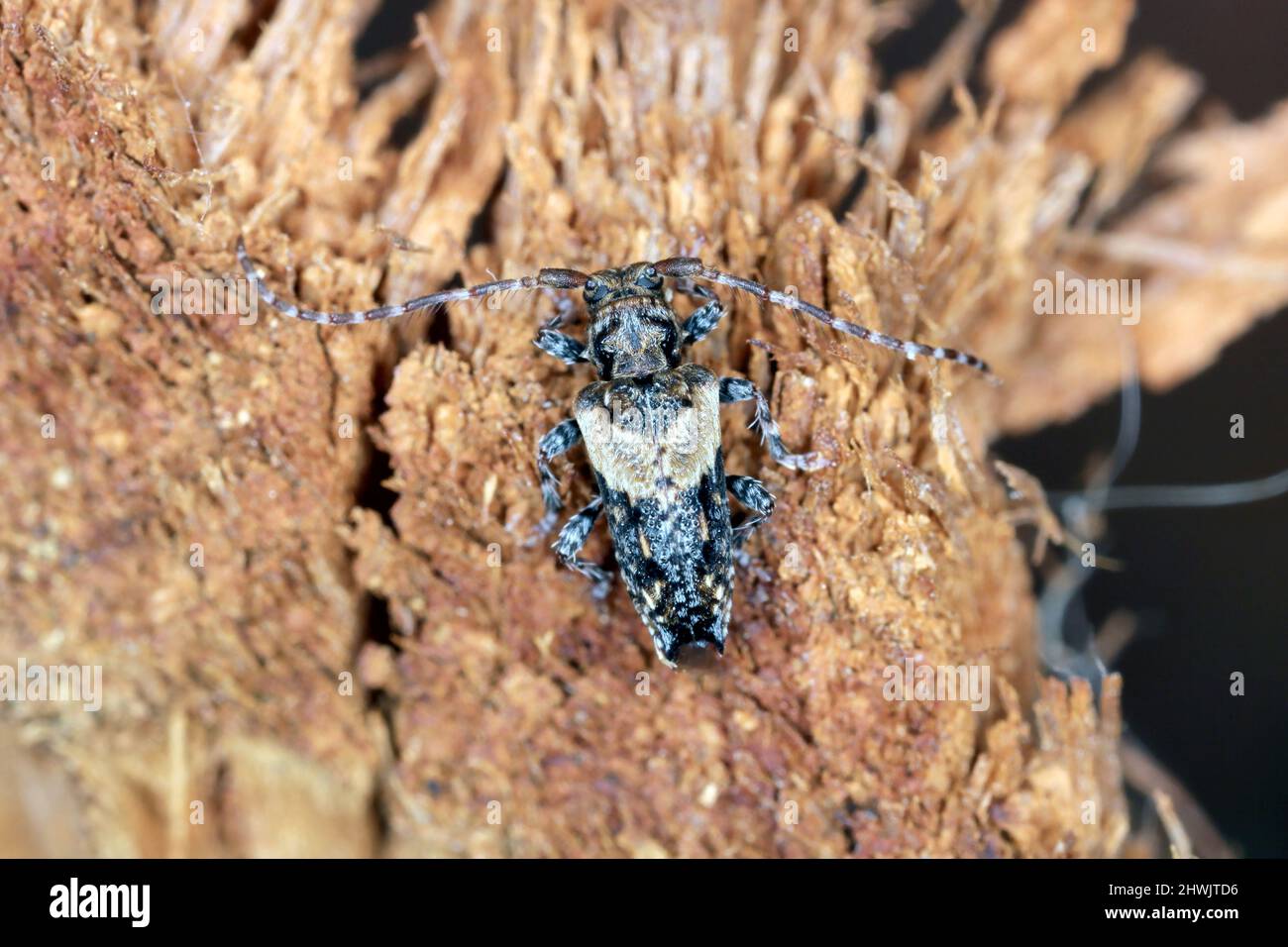 Scarabeo di longhorn con punta minore (Pogonochreus hispidus). Piccolo insetto nella famiglia Cerambycidae. Camuffato come un uccello che cade. Foto Stock