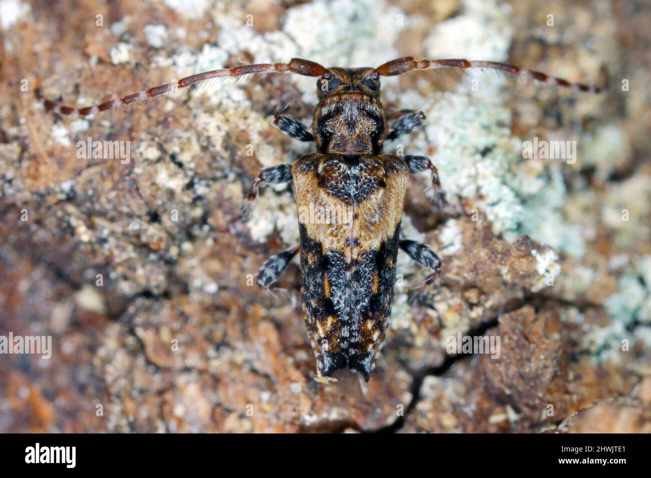 Scarabeo di longhorn con punta minore (Pogonochreus hispidus). Piccolo insetto nella famiglia Cerambycidae. Camuffato come un uccello che cade. Foto Stock