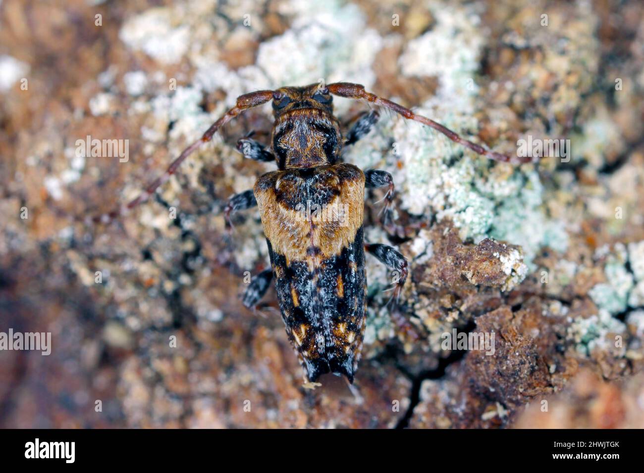 Scarabeo di longhorn con punta minore (Pogonochreus hispidus). Piccolo insetto nella famiglia Cerambycidae. Camuffato come un uccello che cade. Foto Stock