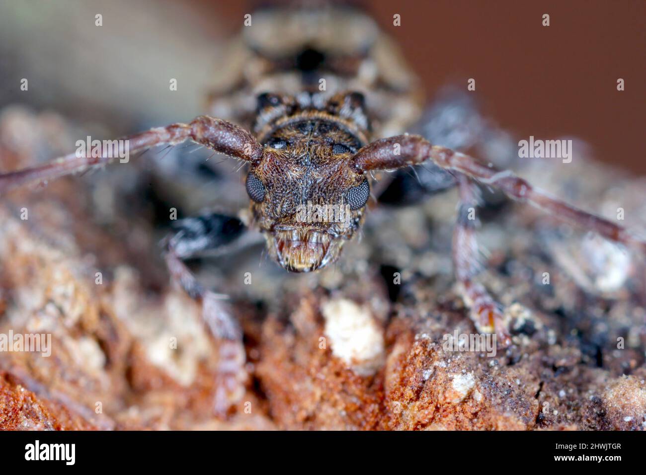 Scarabeo di longhorn con punta minore (Pogonochreus hispidus). Piccolo insetto nella famiglia Cerambycidae. Camuffato come un uccello che cade. Foto Stock