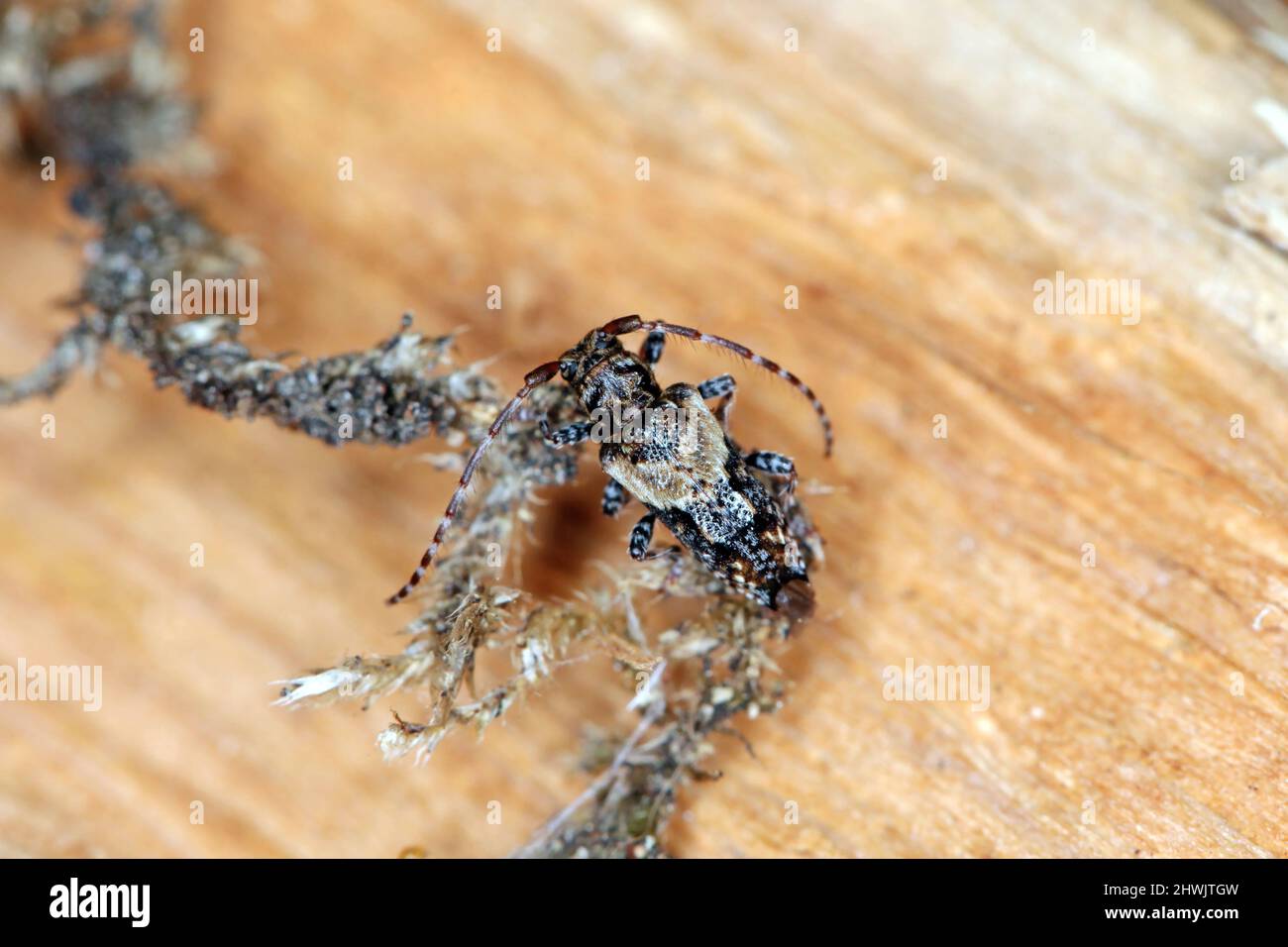 Scarabeo di longhorn con punta minore (Pogonochreus hispidus). Piccolo insetto nella famiglia Cerambycidae. Camuffato come un uccello che cade. Foto Stock