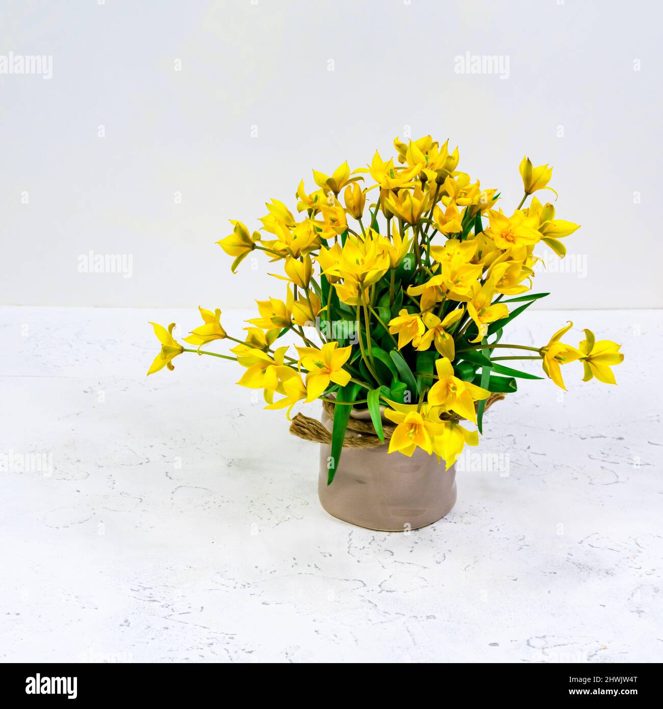 Fiori gialli di un tulipano forestale in un vaso di ceramica su sfondo bianco. La base per la cartolina. Festa della mamma, 8 marzo. La base per Foto Stock