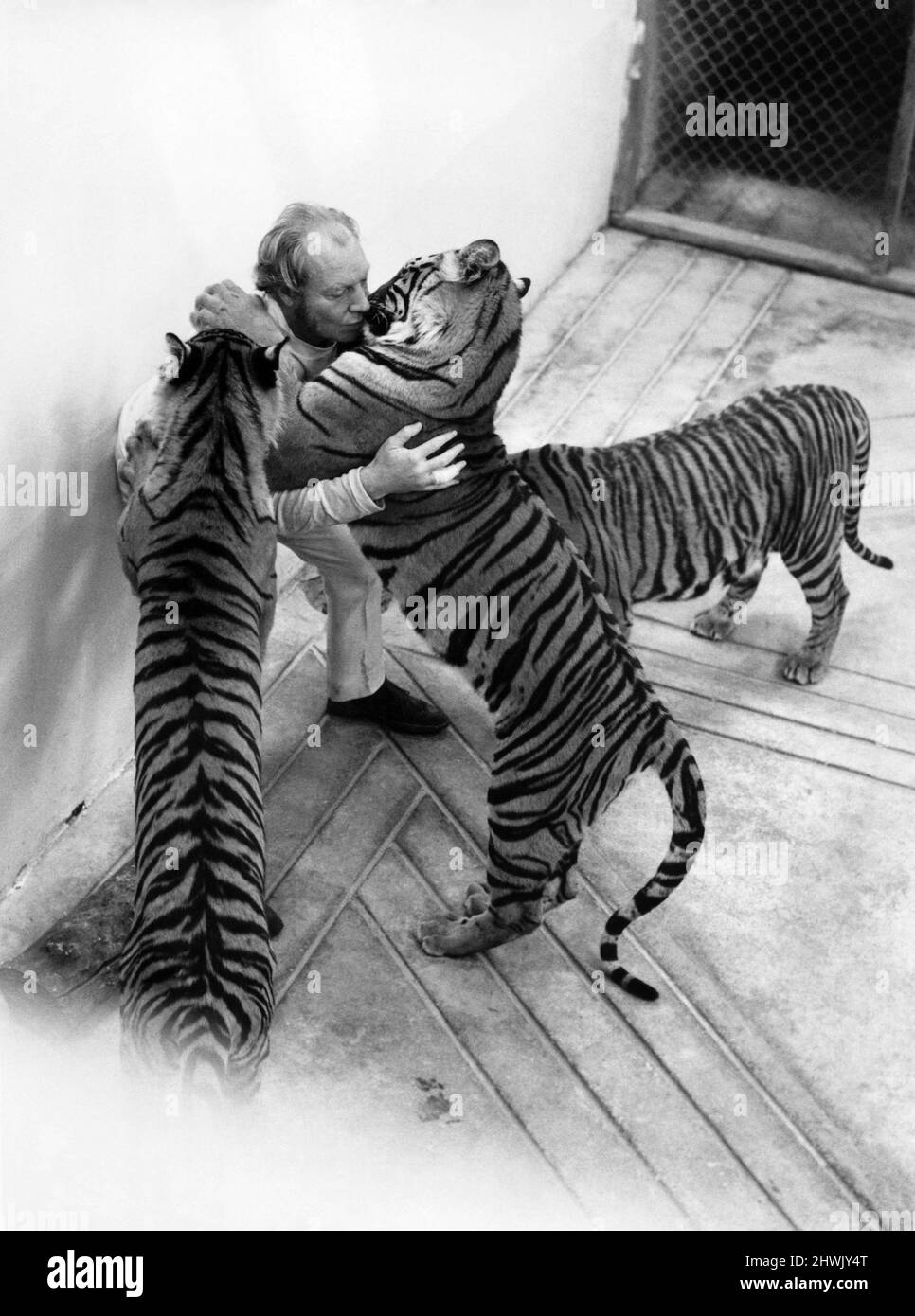 Il proprietario dello zoo John Aspinall è famoso per le sue spaventosi scappatoie con le sue tigri. Nonostante i loro vantaggi naturali, si sente abbastanza a casa unendosi con i loro scherzetti giocosi. Ha anche fatto loro saltare sopra questa testa… Ma queste cinque giovani tigri al suo zoo privato a Bekesbourne, vicino Canterbury, non lasciare che il signor Aspinall ha tutto il suo modo. Possono essere pronti a dargli un fischio felino bacio, ma se si gira per andare prima della fine del gioco, possono sempre catturarlo dalla coda per così dire. E 'tutto in divertimento, naturalmente, e il proprietario del club di gioco d'azzardo Mayfair è ben utilizzato per provare il suo luc Foto Stock