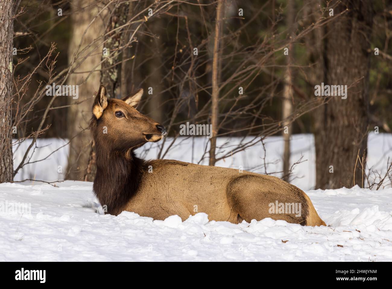 Alce femmina assestata su una collina a Clam Lake, Wisconsin. Foto Stock