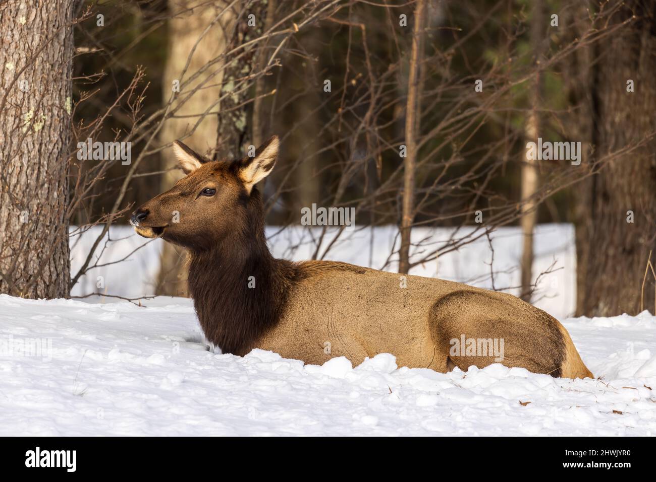 Alce femmina assestata su una collina a Clam Lake, Wisconsin. Foto Stock