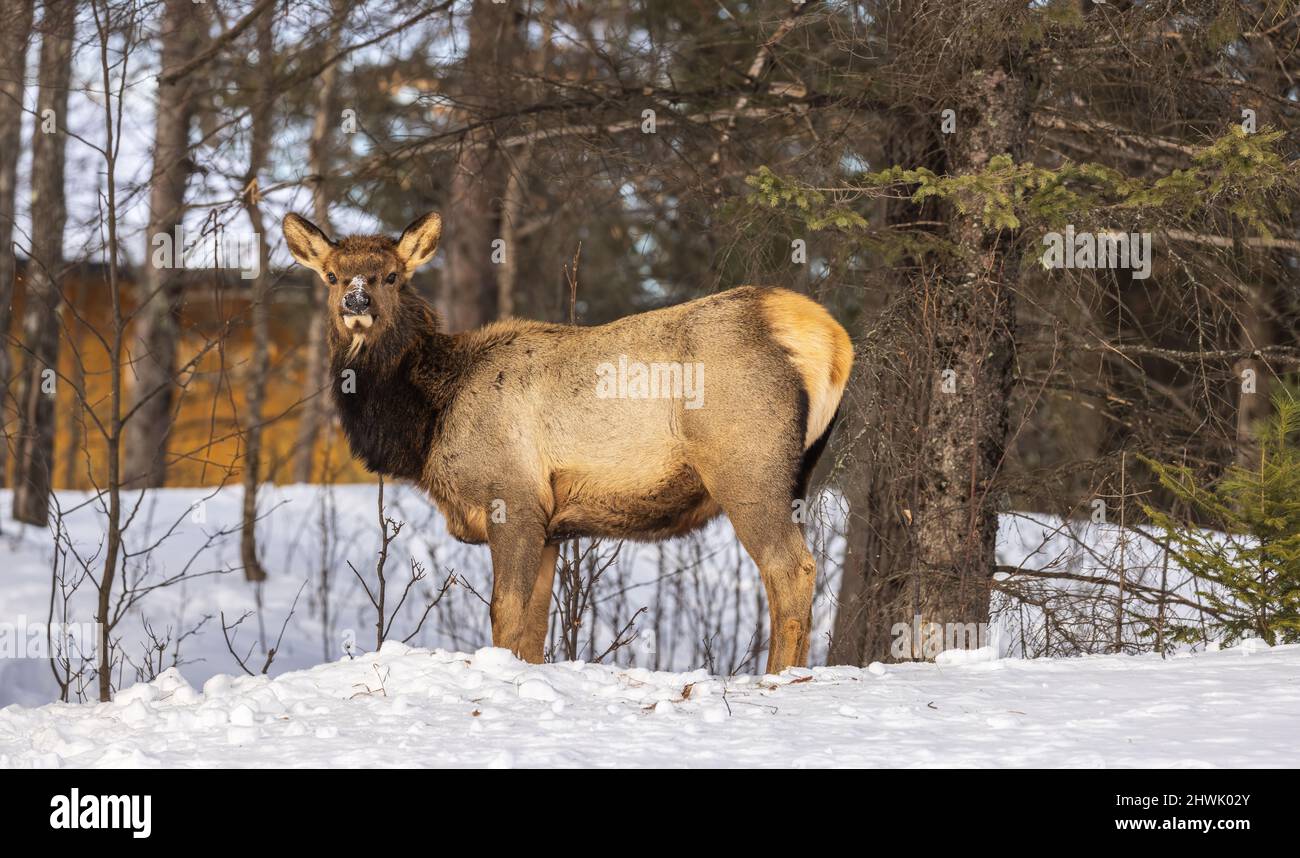 Giovani alci a Clam Lake, Wisconsin. Foto Stock