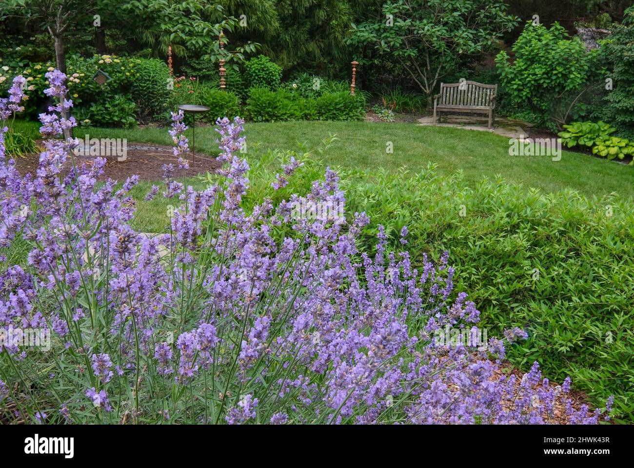 Lavanda in giardino Virginia, giugno. Foto Stock
