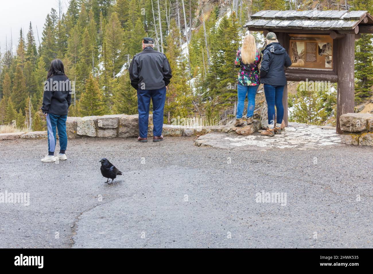 Visitatori e un Raven al Golden Gate Canyon nel parco nazionale di Yellowstone, Wyoming, USA [Nessuna versione del modello; solo licenza editoriale] Foto Stock