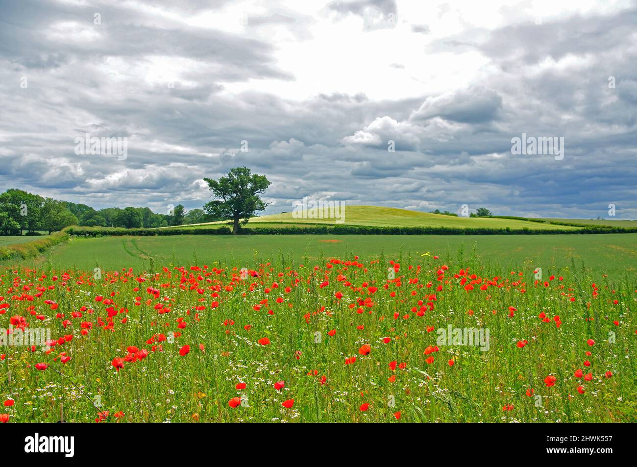 Poppies in campo nei pressi di Bridgnorth, Shropshire, England, Regno Unito Foto Stock