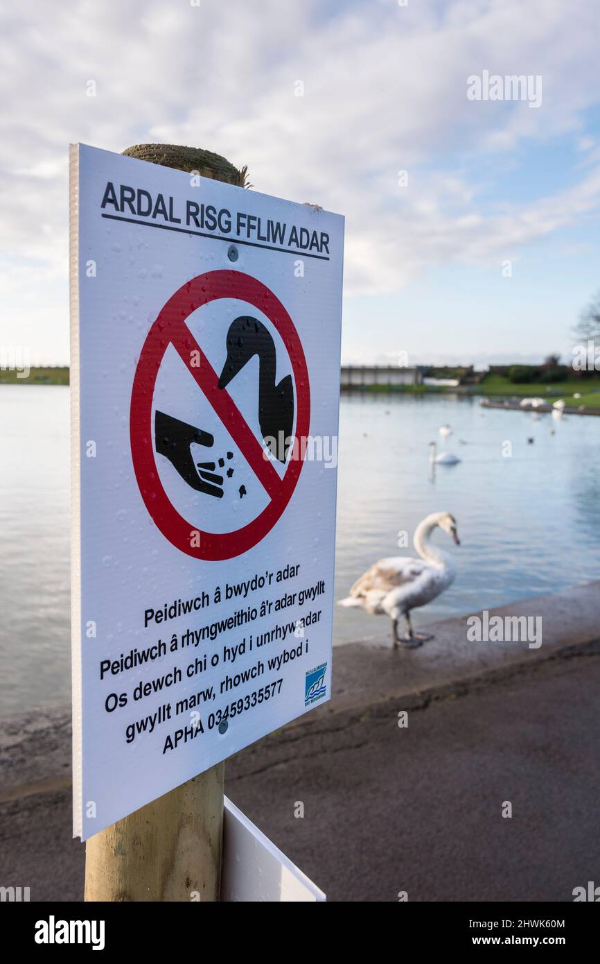 Segno temporaneo in gallese in un parco pubblico che avverte che l'influenza aviaria è presente tra i cigni visti in background. Foto Stock Segno temporaneo in gallese in un parco pubblico che avverte che l'influenza aviaria è presente tra i cigni visti in background. Foto Stock