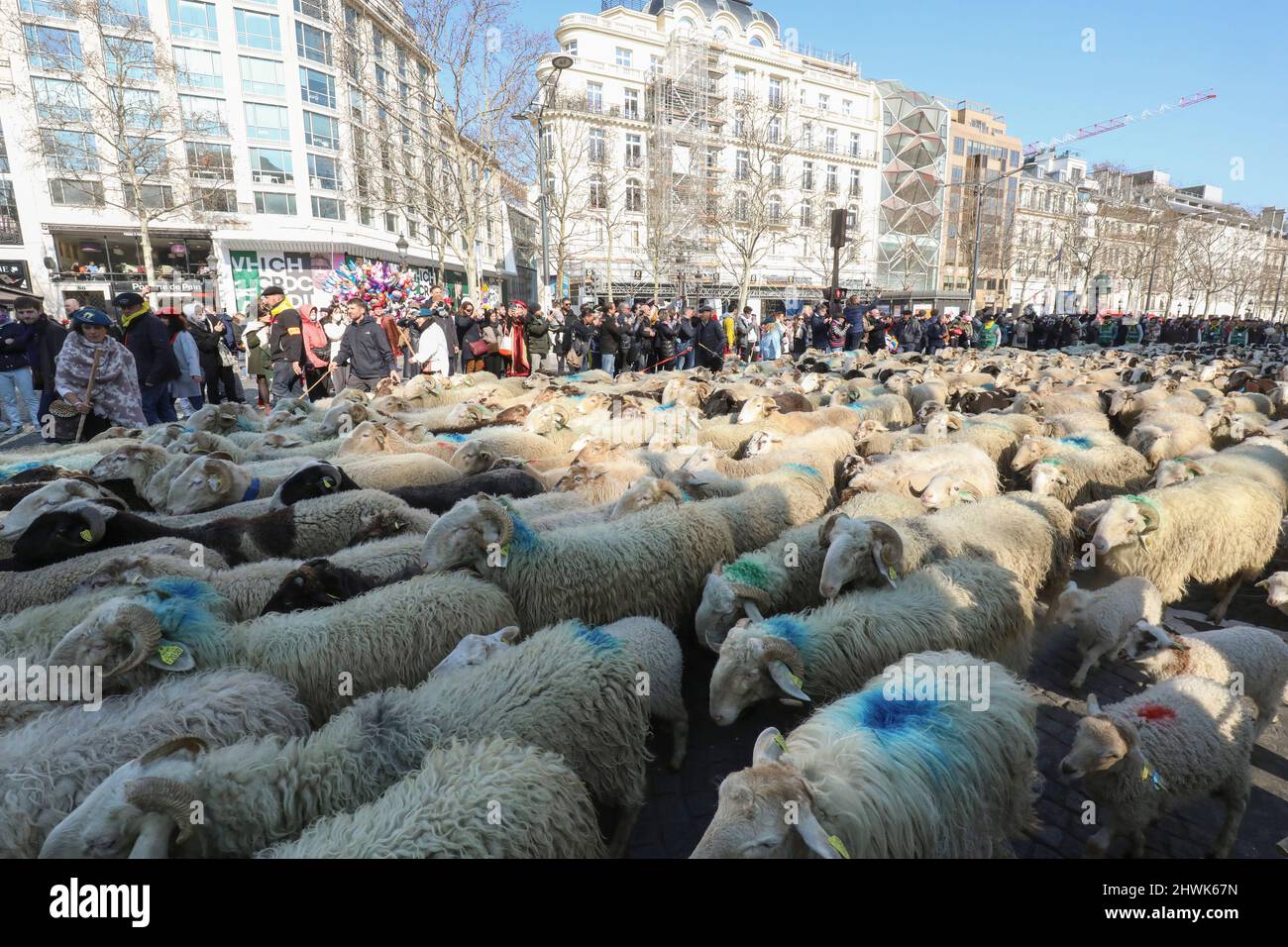 2000 PECORE SUGLI CHAMPS ELYSEES Foto Stock