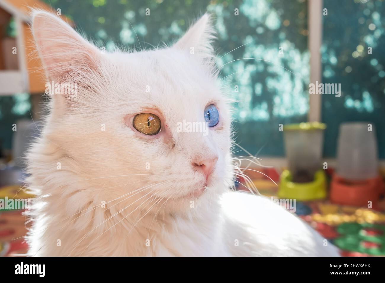 Gatto turco bianco domestico con occhi diversi Foto Stock