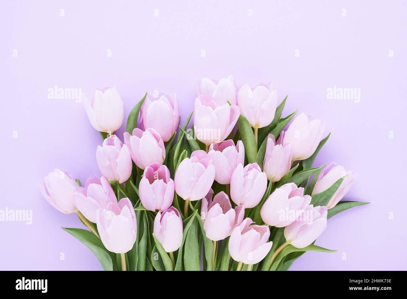 Mazzo di tulipani lilla su sfondo lilla. Festa della mamma, giorno di San Valentino, festa di compleanno. Biglietto di auguri. Spazio di copia per il testo, vista dall'alto Foto Stock