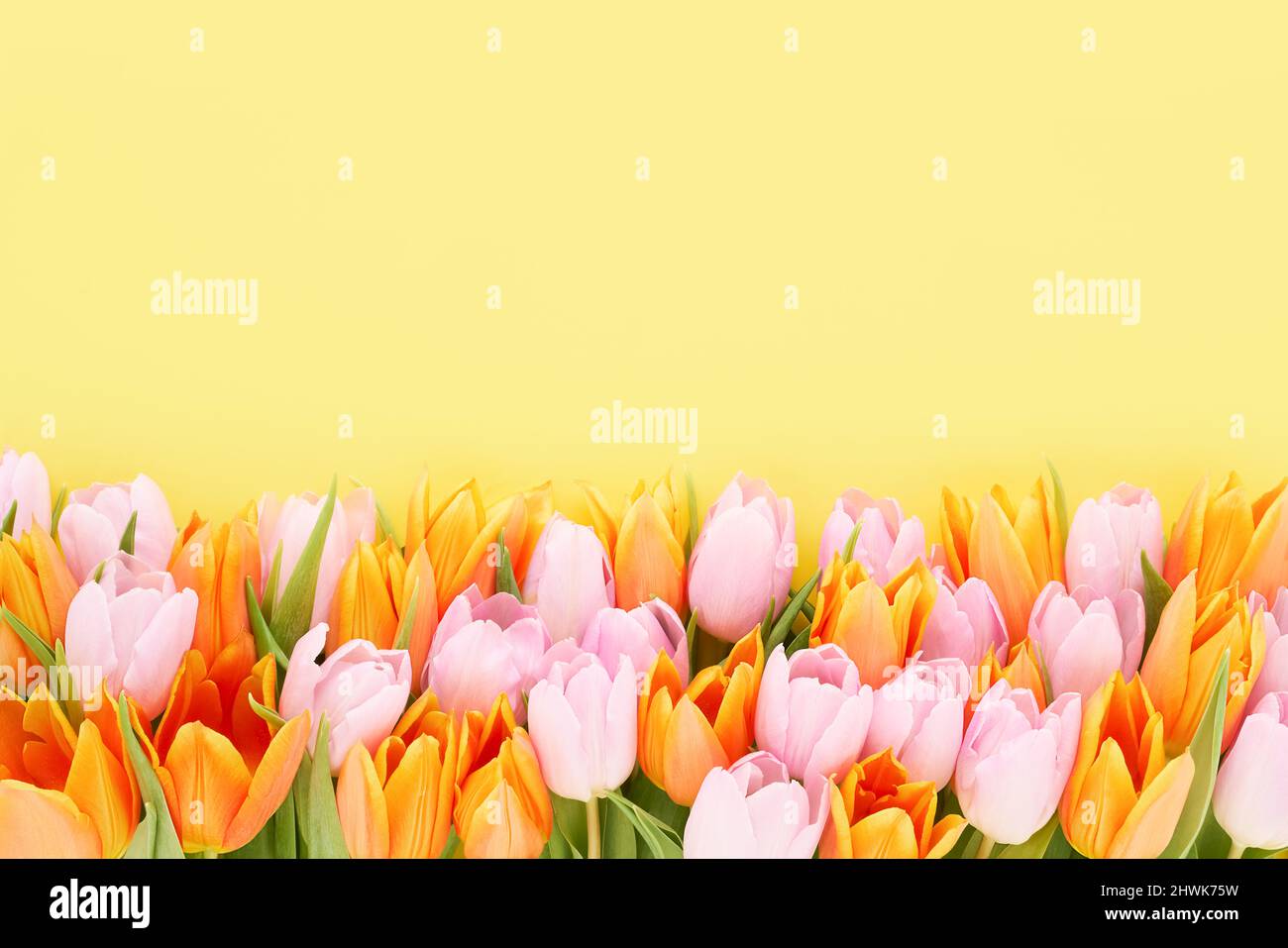 Tulipani rosa e arancione su sfondo giallo. Festa della mamma, giorno di San Valentino, concetto di festa di compleanno. Disposizione piatta, spazio di copia per il testo Foto Stock