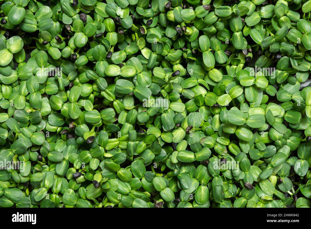 Succosa giovani tiri di micro-verde da vicino. Semi crescenti in una serra. Fattoria micro-verde. Produzione di nutr vitaminico rispettoso dell'ambiente Foto Stock