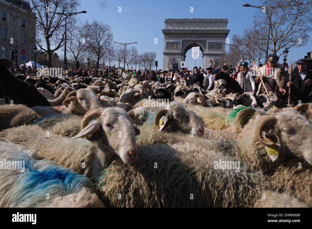 Parigi, Francia. 06th Mar 2022. Per celebrare la fine della fiera agricola di Parigi, una transumanza organizzata sugli Champs Elysees a Parigi, in Francia, il 6 marzo 2022. La transumanza sugli Champs Elysées, attraverso le regioni di Béarn e Bigorre. La sfilata si aprì con un re Enrico IV, su un cavallo bianco seguito da 2022 pecore accompagnate da pastori. Photo by Pierrick Villette/ABACAPRESS.COM Credit: Abaca Press/Alamy Live News Foto Stock