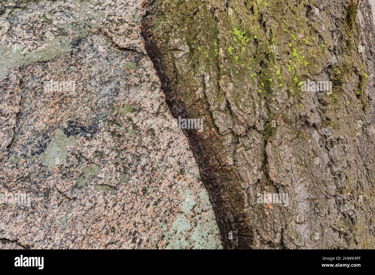 Douglas Fir, Pseudotsuga menziesii, riparata e cresciuta intimamente con un grosso masso sull'altopiano Blacktail del Parco Nazionale di Yellowstone, Wyom Foto Stock