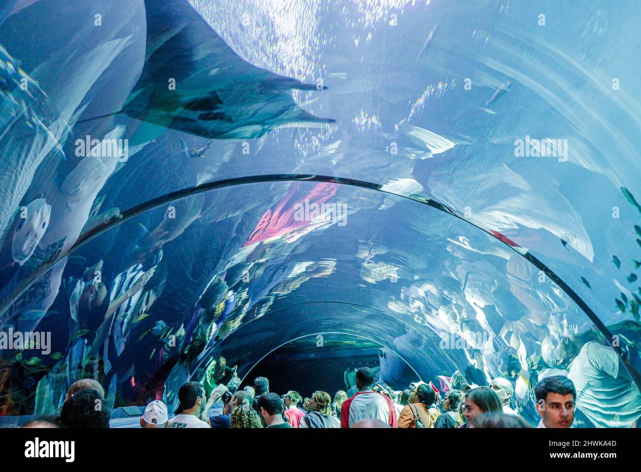 Atlanta Georgia, Pemberton Place, Georgia Aquarium, pesci d'acqua salata, la più grande vasca del mondo Ocean Voyager tunnel Manta ray subacquea Foto Stock