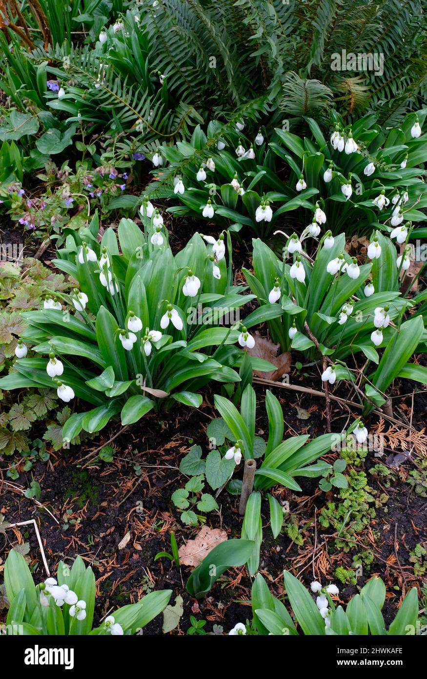 Gocce di neve nel giardino a Great Dixter, East Sussex, Regno Unito Foto Stock