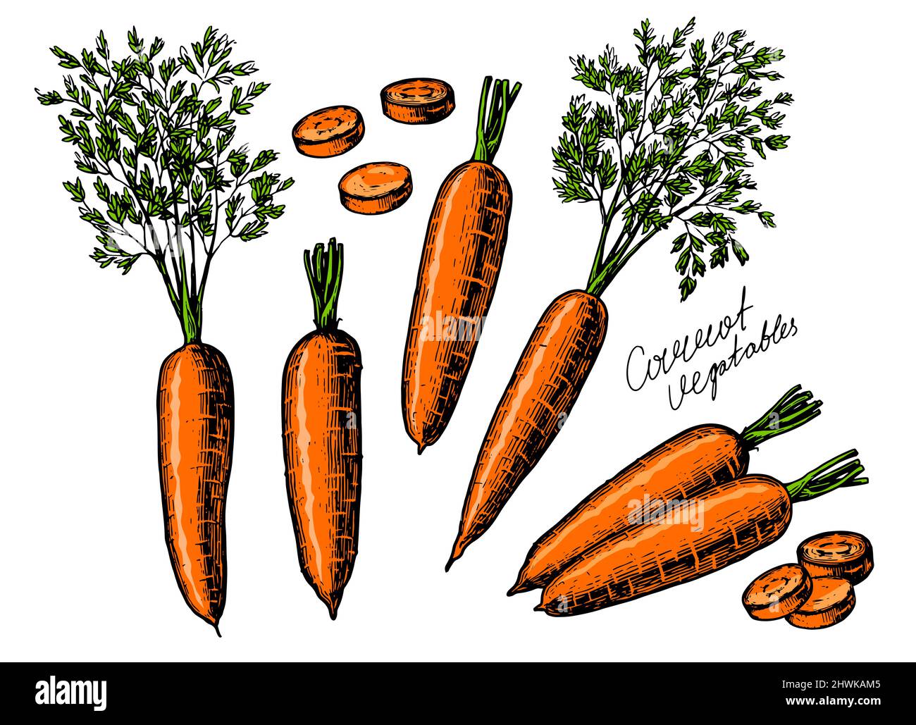 Set di carote e fette di carote. Verdure fresche e sane. Illustrazione del vettore alimentare biologico della fattoria Illustrazione Vettoriale
