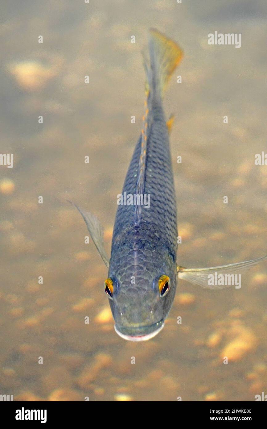 Galilea Tilapia - Mare di Galilea Foto Stock