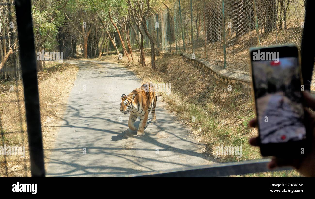 Avvistamento di cervi durante il viaggio safari nel Bannerghatta Biological Park, Bangalore, Karnataka, India Foto Stock