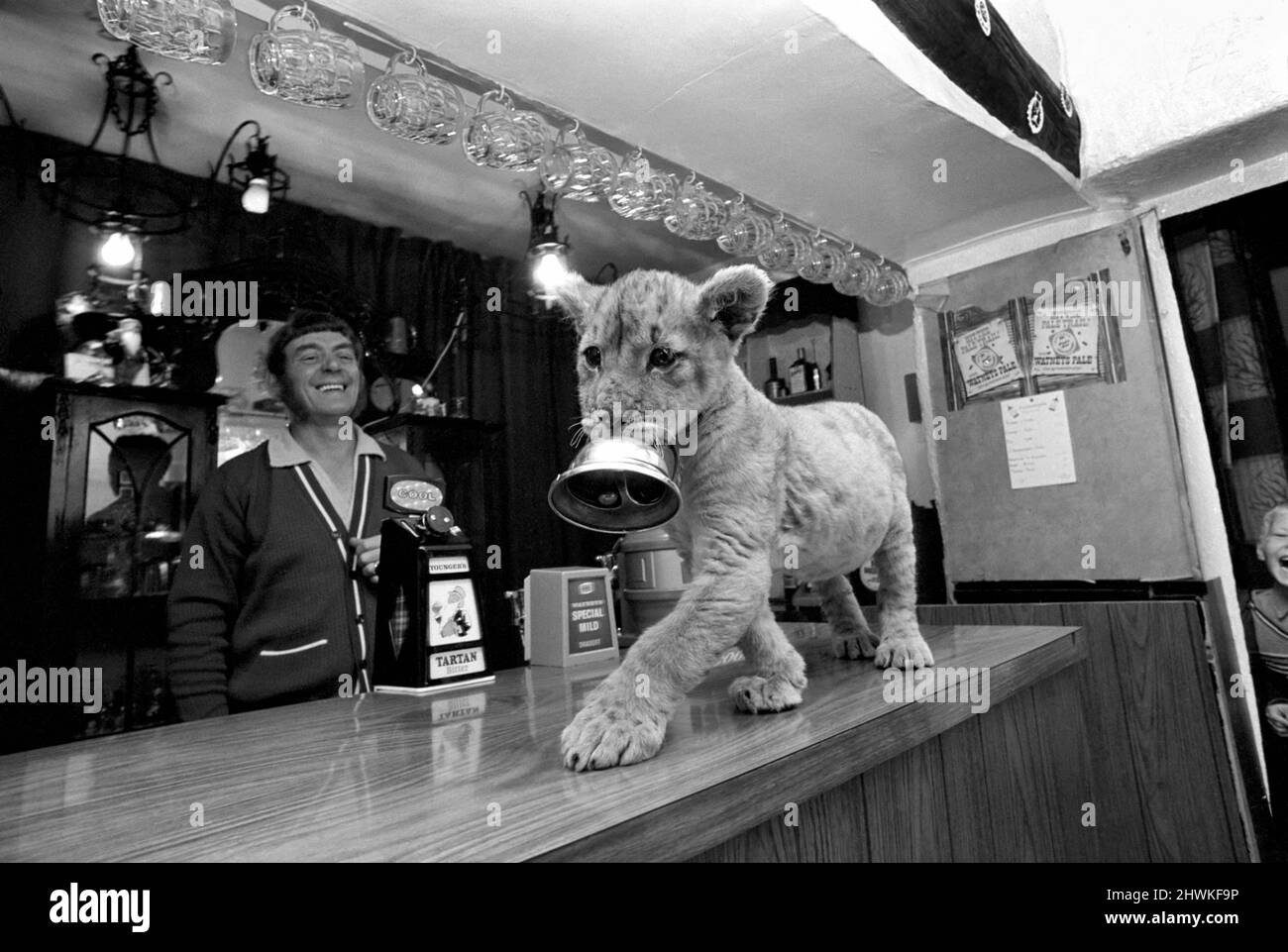 Animale: Inusuale: Carino: Cucciolo di leone alla Casa pubblica. I clienti abituali di un tranquillo pub di campagna nel Galles del Nord più remoto devono affrontare una sfida insolita all'orario di chiusura. Per il pub, il leone Inn, a Gwytherin, Denbighshire suona un campanello al 'Drincing up' tempo, - e la campana avanza verso il basso il banco bar stipato saldamente nei denti di Sheba, una vera leoness vita. Sheba è l'animale domestico insolito della locanda licenze Bob Hughes. Dopo una successione di animali domestici - che vanno dai badgers ai budgies, Bob, 42, sua moglie Anna, 29 ed i loro figli Victoria, 7, e Brian, 6, hanno deciso che dovrebbero avere un animale domestico più inn-keeping - cioè un leone Foto Stock