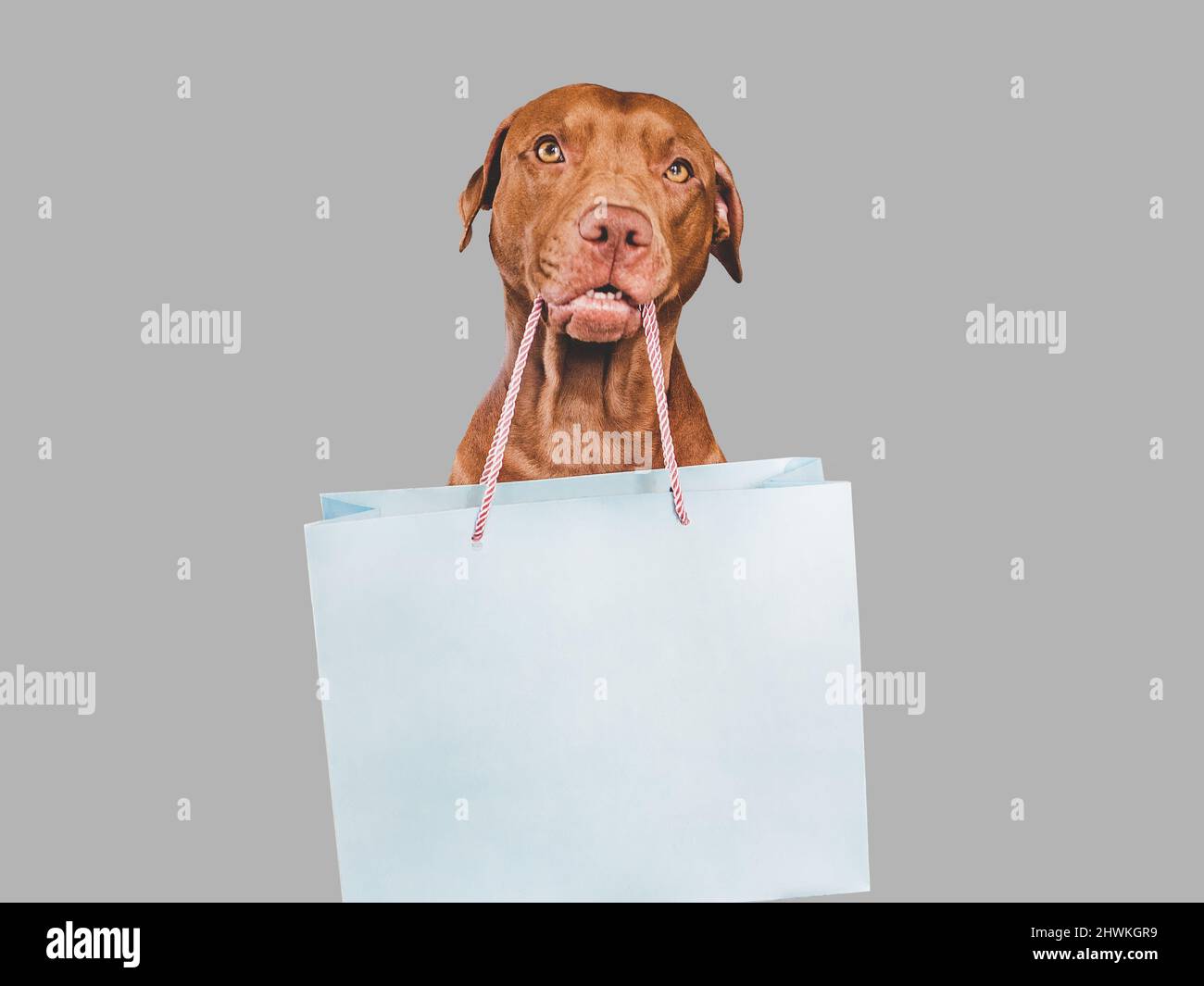 Amabile, bel colore marrone cucciolo e shopping bag Foto Stock