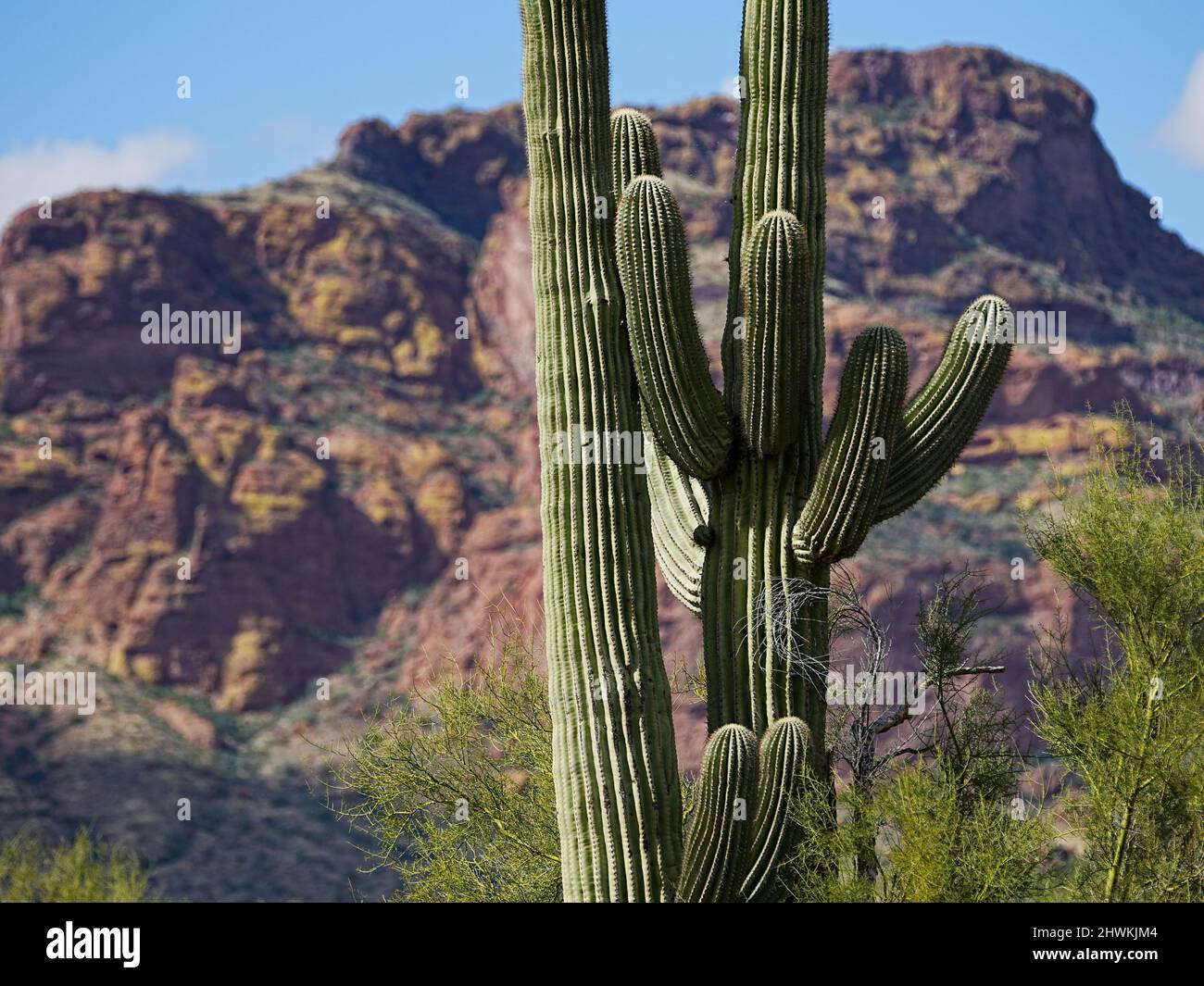 Varie specie di cactus crescono selvatiche nell'ambiente secco del deserto di sonora in Arizona Foto Stock