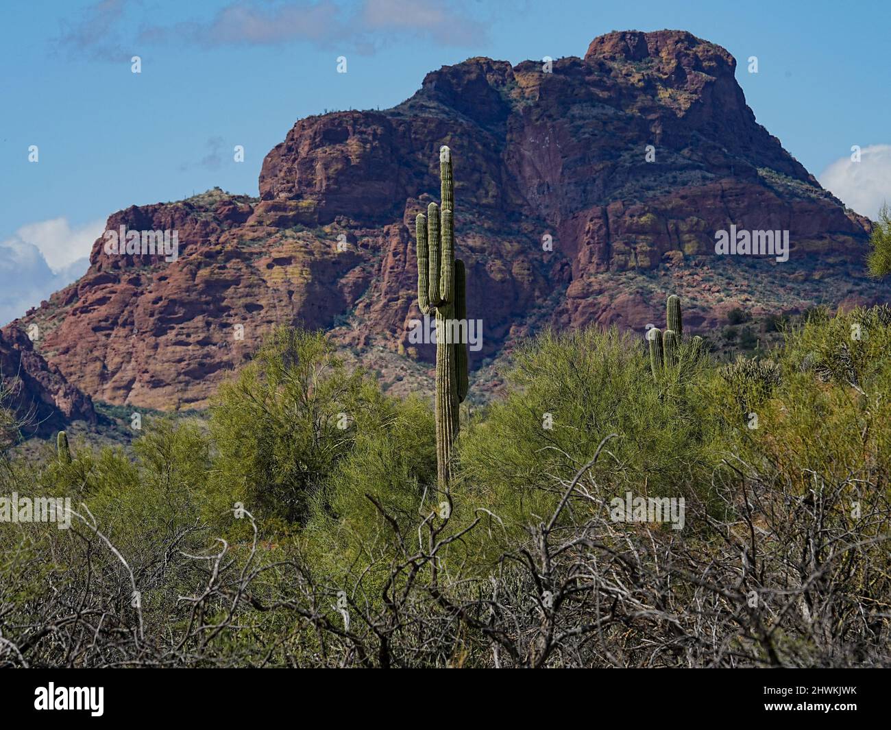 Varie forme di cactus crescono nel duro ambiente del deserto dell'Arizona Foto Stock