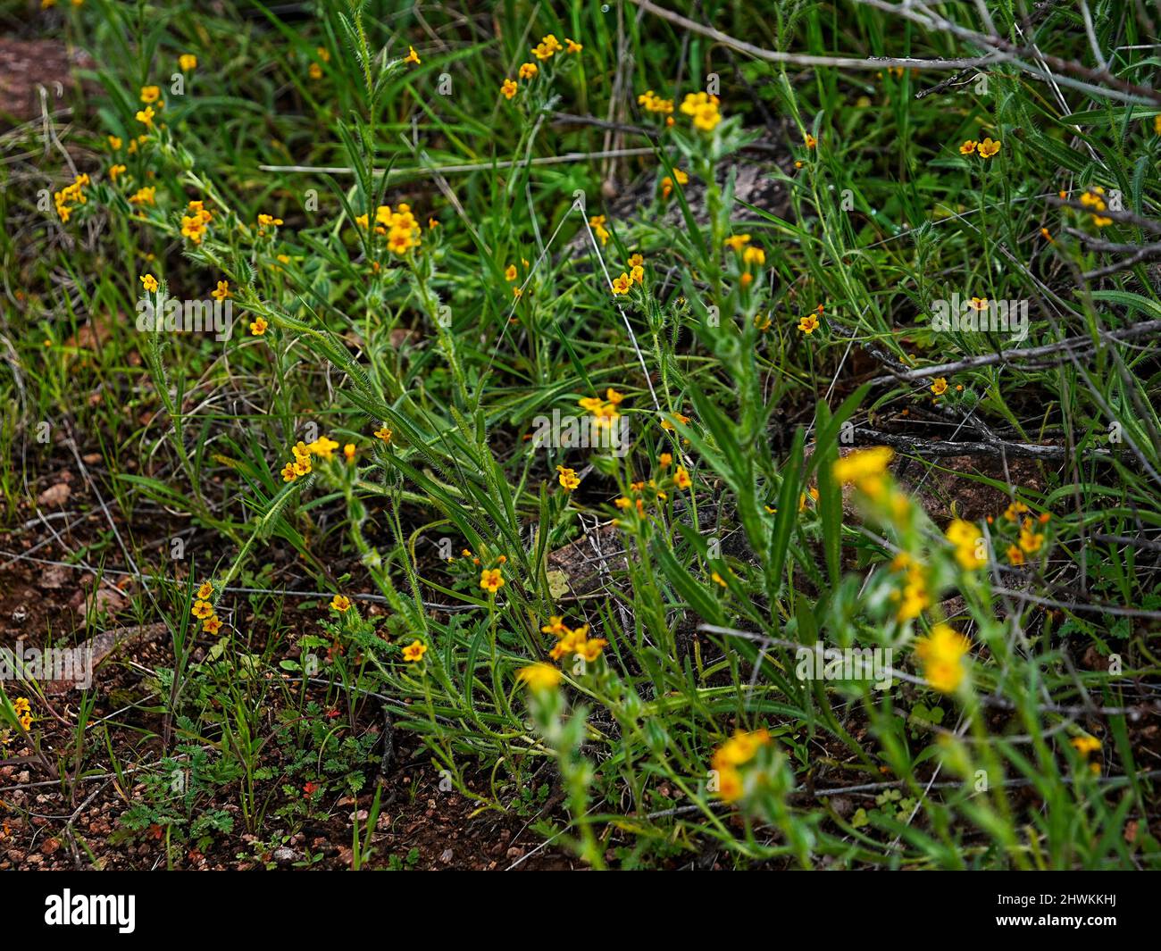 La primavera primaverile vede una fioritura di fiori selvatici nel deserto dell'Arizona Foto Stock