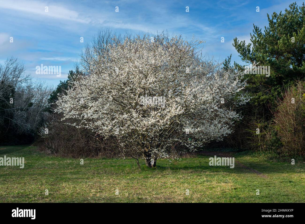 Fiore di ciliegio fiorente albero Foto Stock