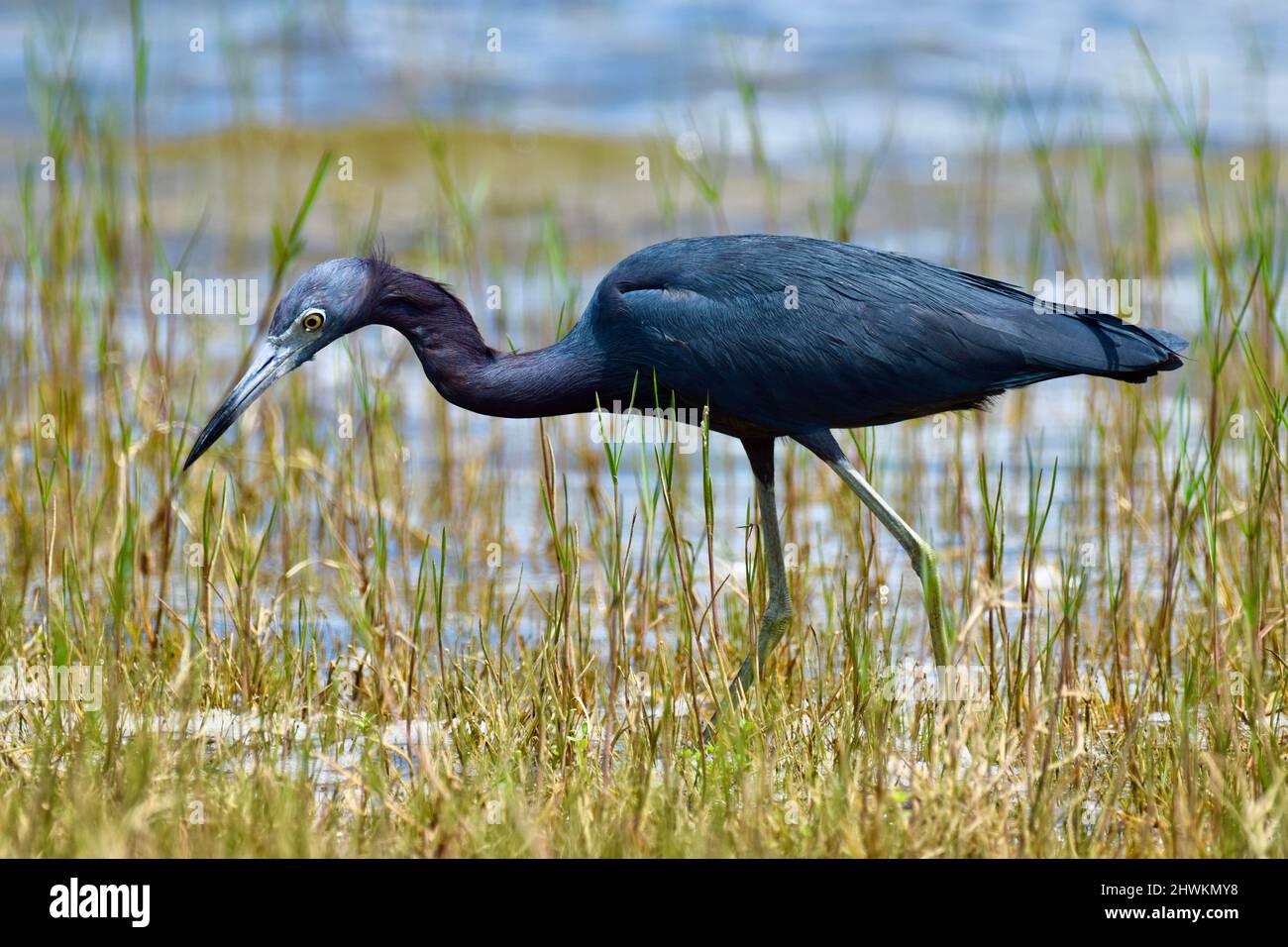 Un piccolo Erone Blu (Egretta caerulea) che attraversa acqua e erba, alla ricerca di cibo, in albero storto, Belize. Foto Stock