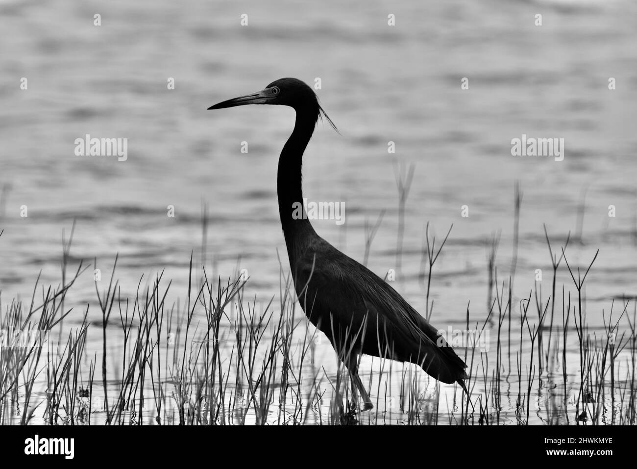 Un piccolo Erone Blu (Egretta caerulea), in bianco e nero, che passa attraverso l'acqua e l'erba, alla ricerca di cibo, in albero storto, Belize. Foto Stock