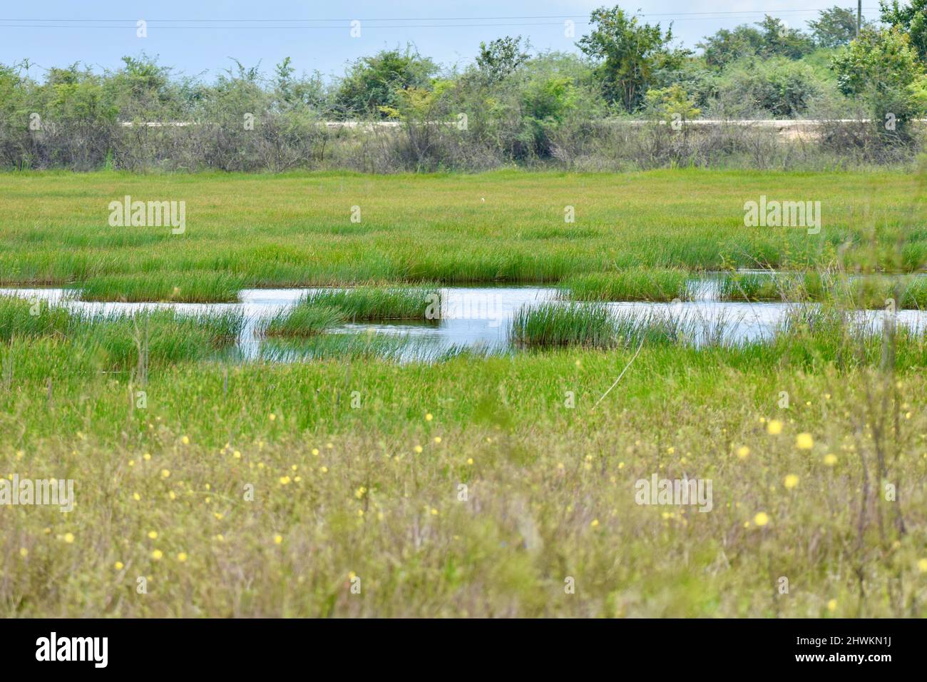 Le belle zone umide del National Wildlife Sanctuary a Crooked Tree, Belize. L'area è gestita dalla Belize Audubon Society. Foto Stock