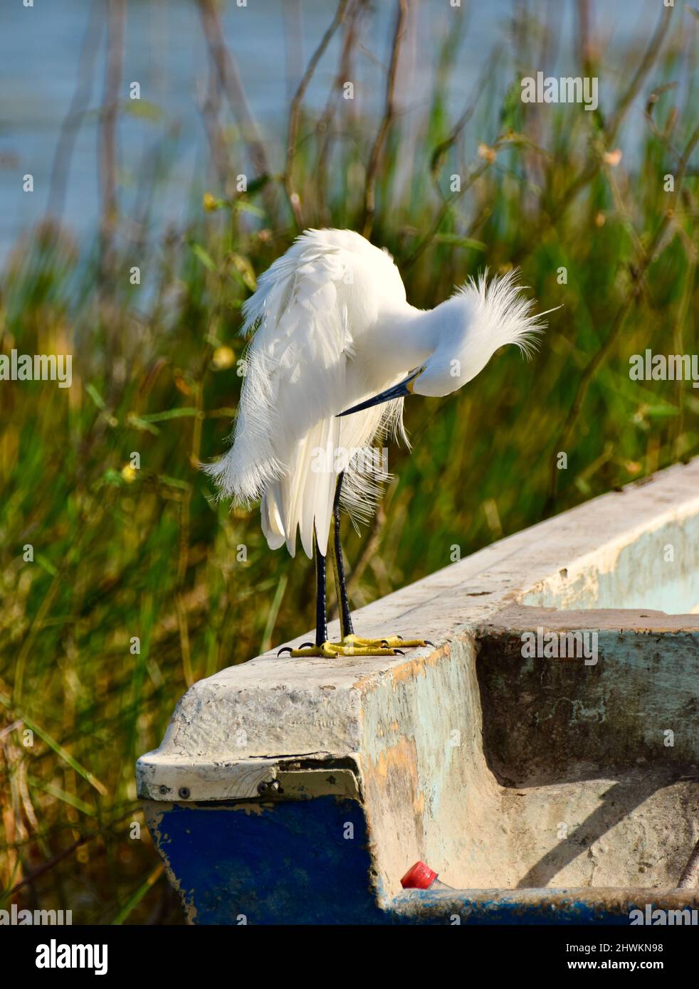 Un Egret Snowy (Egretta thula) si pulisce mentre arroccato su una barca, con uno sfondo di erbe, in albero croato, Belize. Foto Stock