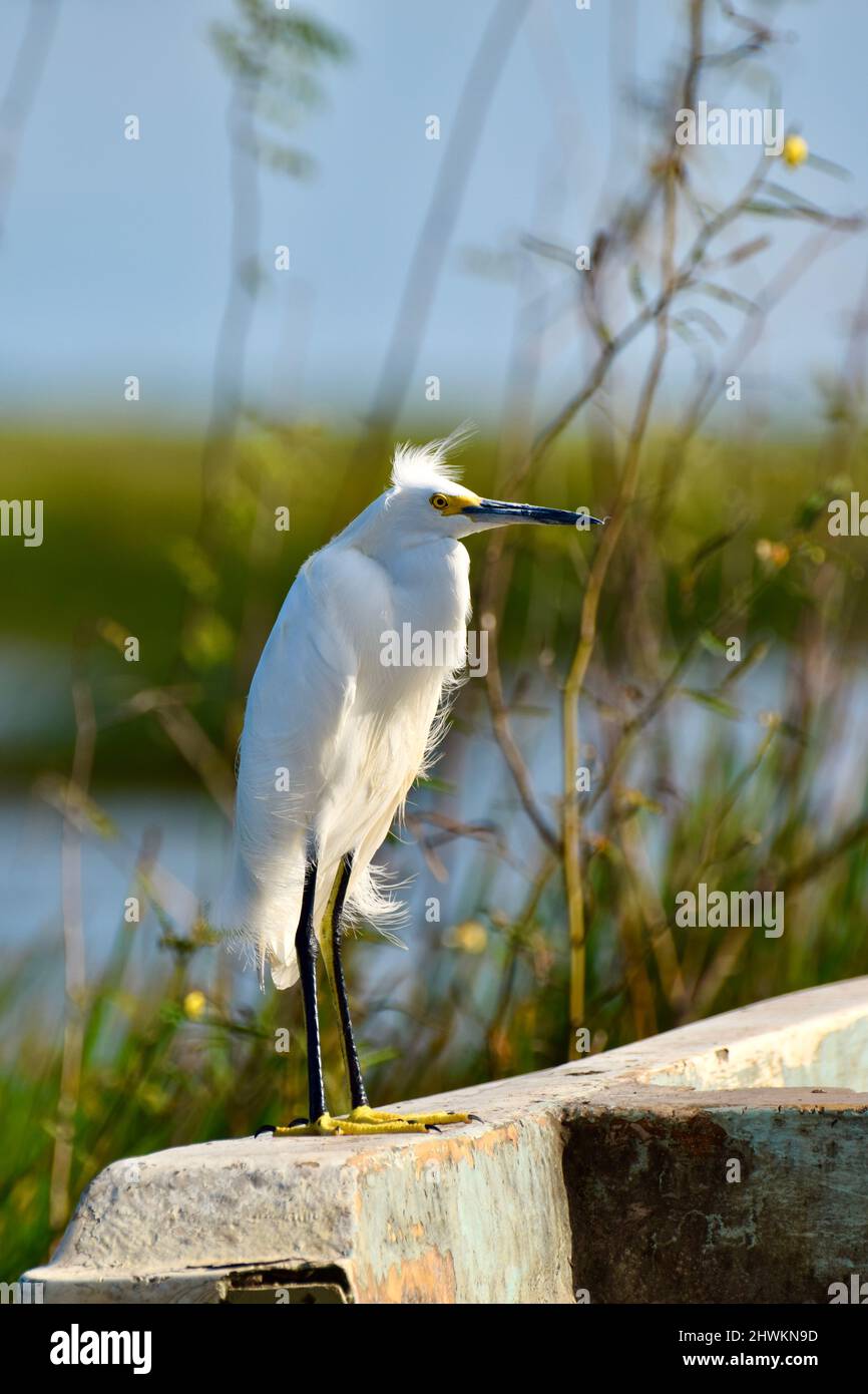 Lone Snowy Egret (Egretta thula), arroccato su una barca, con uno sfondo di acqua e erbe, di fronte alla luce del sole in Crooked Tree, Belize. Foto Stock