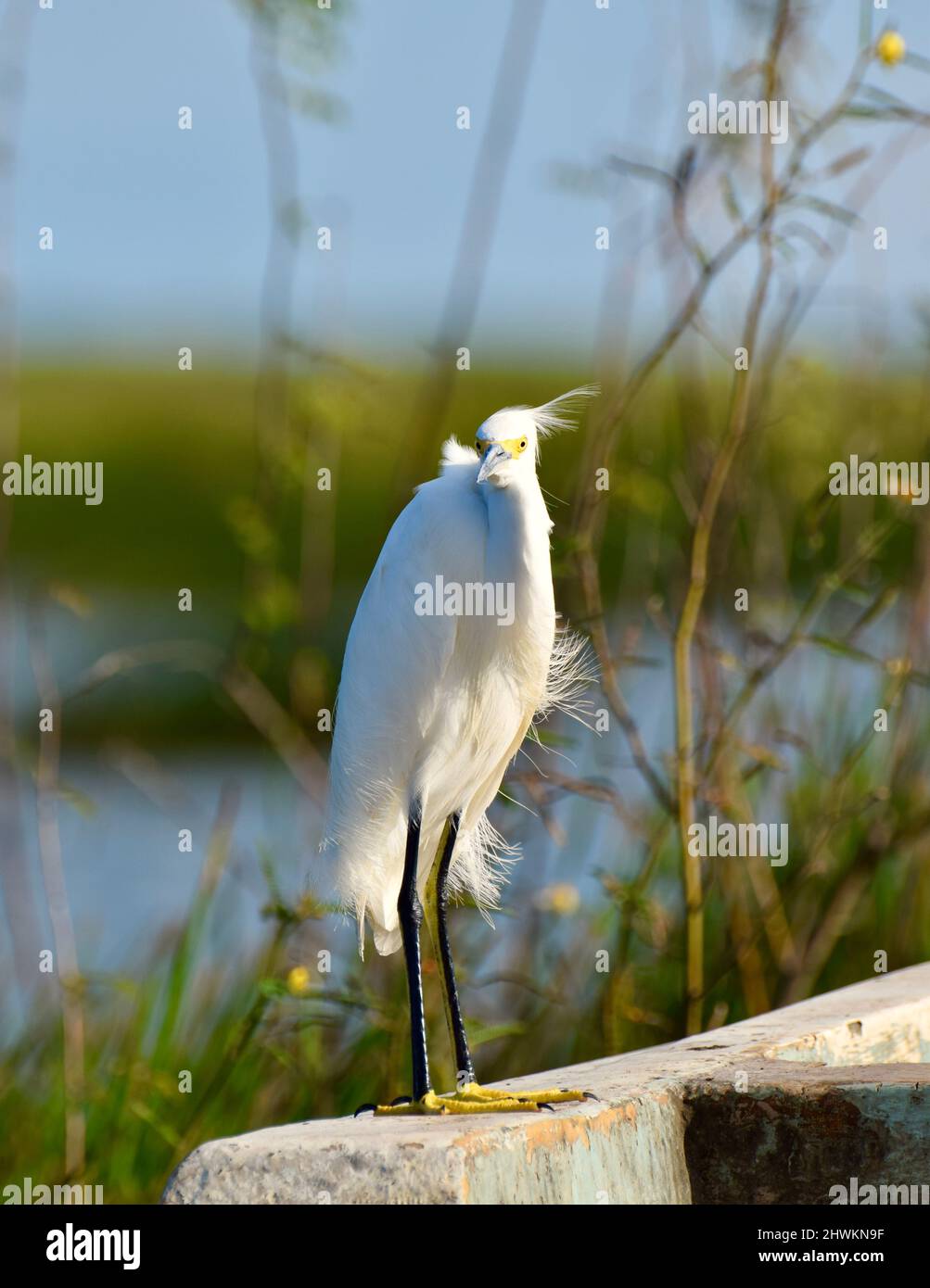 Un Egret Snowy (Egretta thula) che guarda la fotocamera mentre arroccato su una barca in Crooked Tree, Belize. Foto Stock